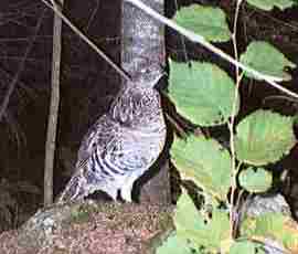 grouse habitat